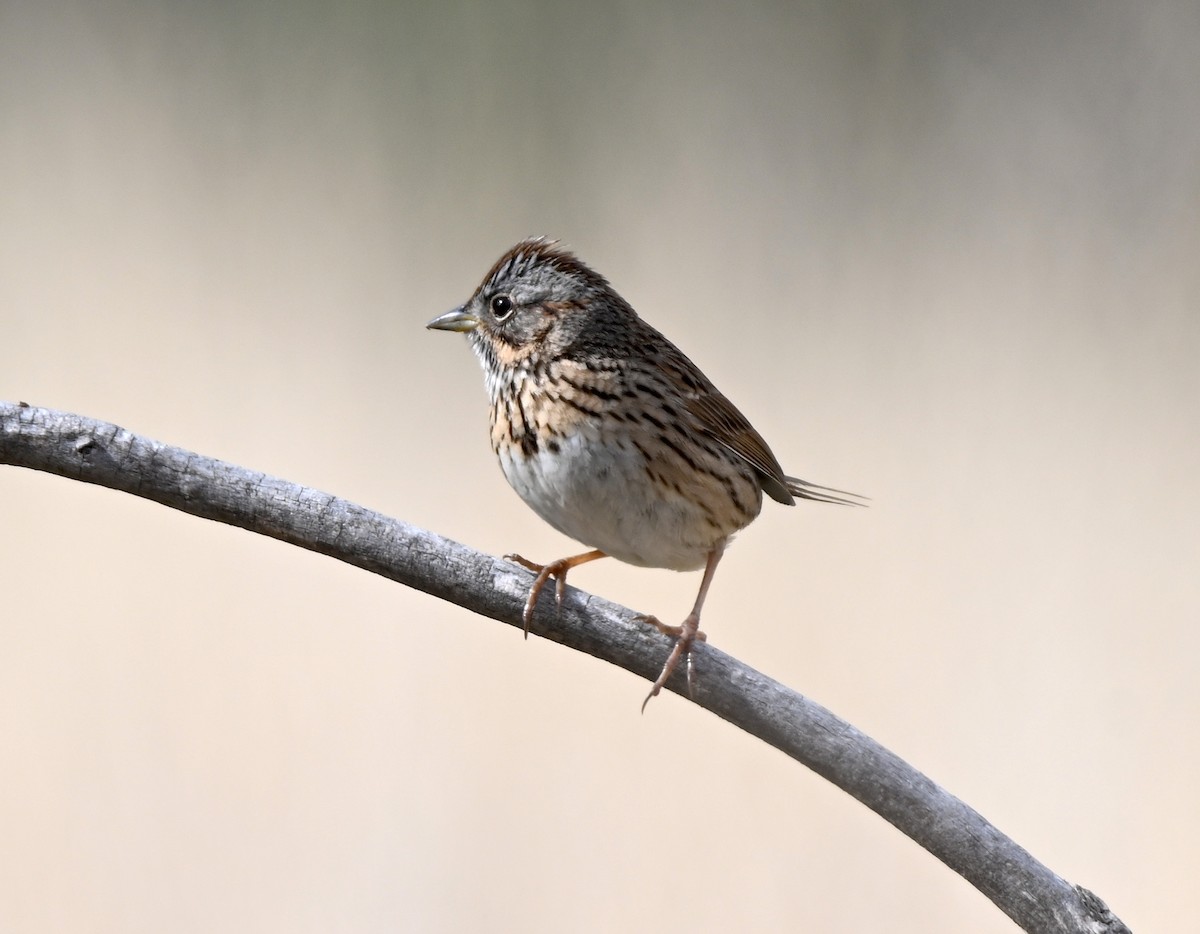 Lincoln's Sparrow - Jake Shorty