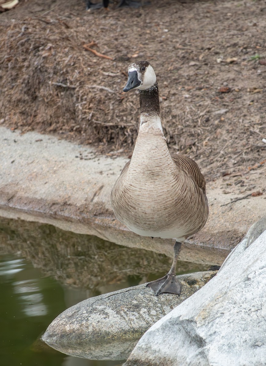 tamgås (domestisert Anser sp.) x kanadagås (hybrid) - ML618534862