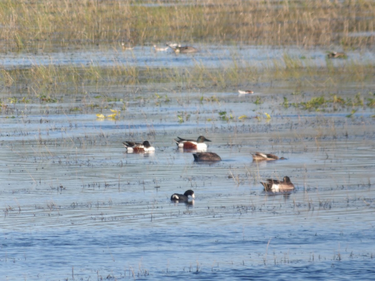 Northern Shoveler - ML618534865