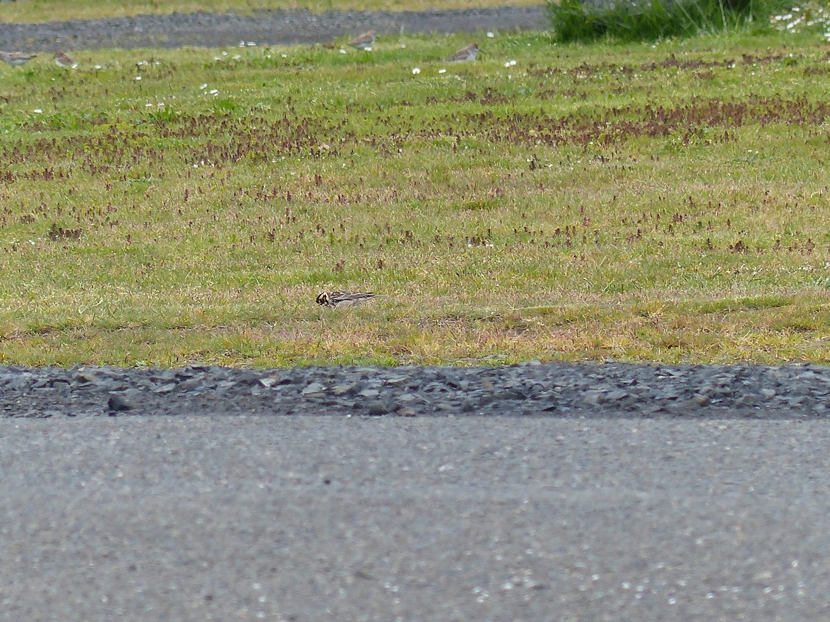 Lapland Longspur - ML618534868