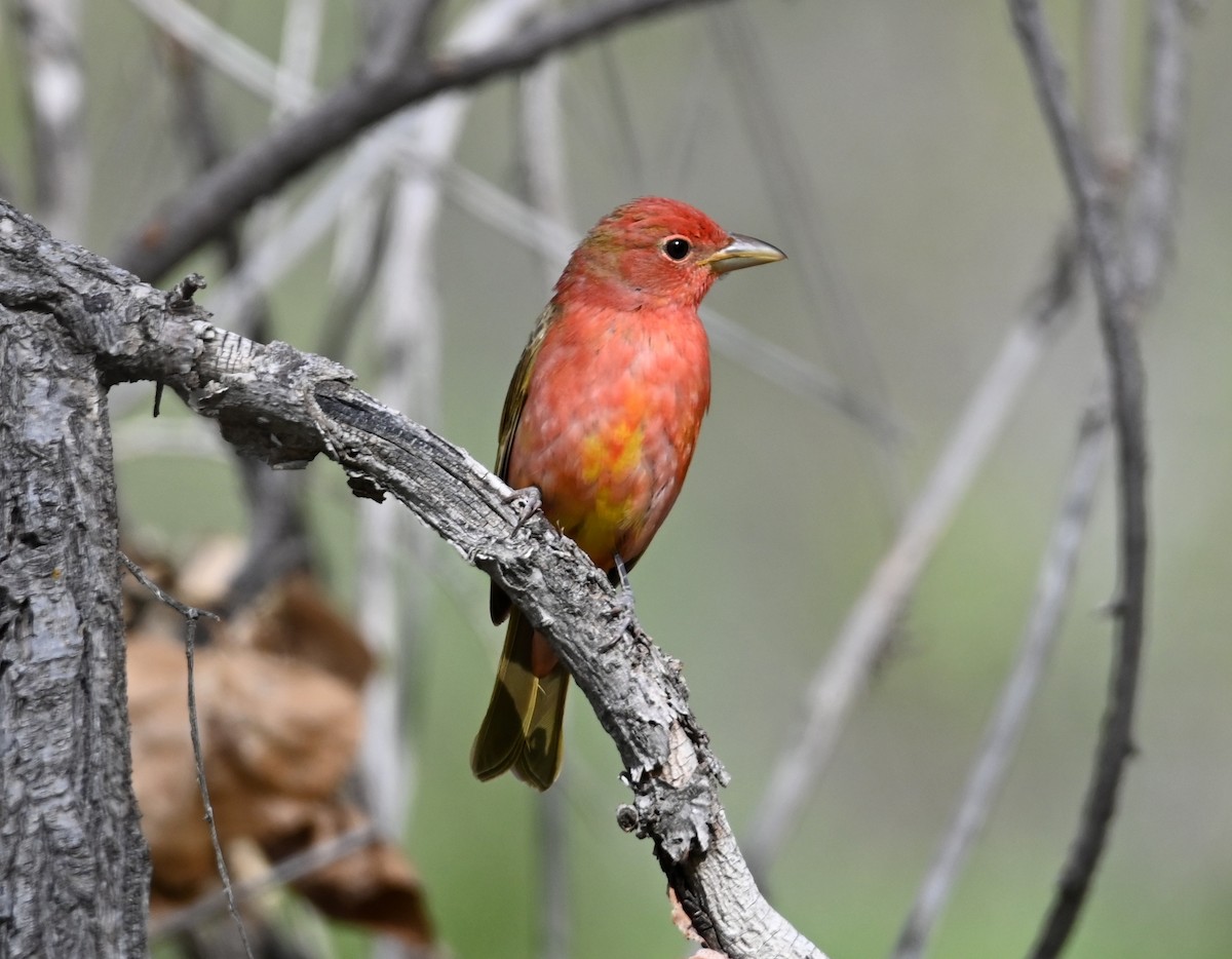 Piranga Roja - ML618534905