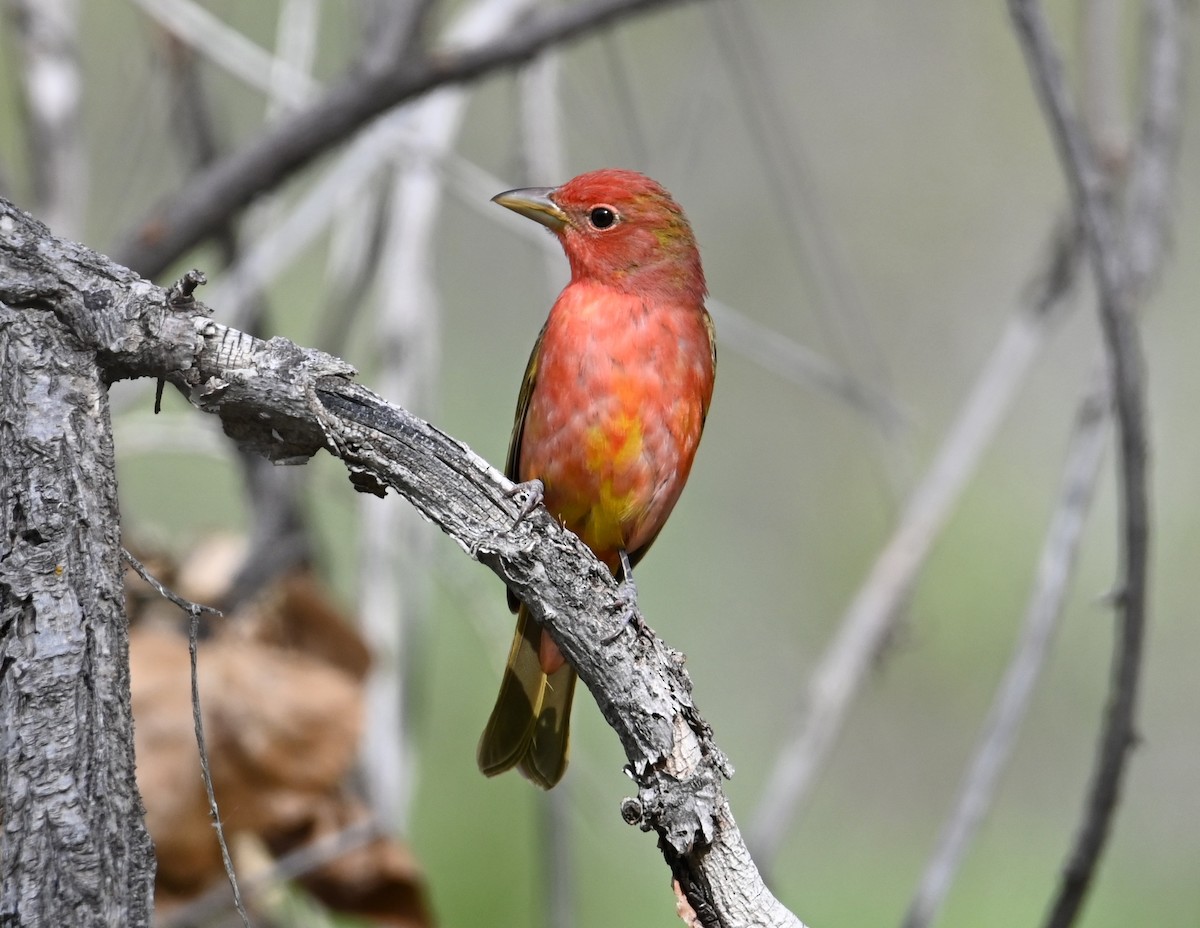 Summer Tanager - ML618534906