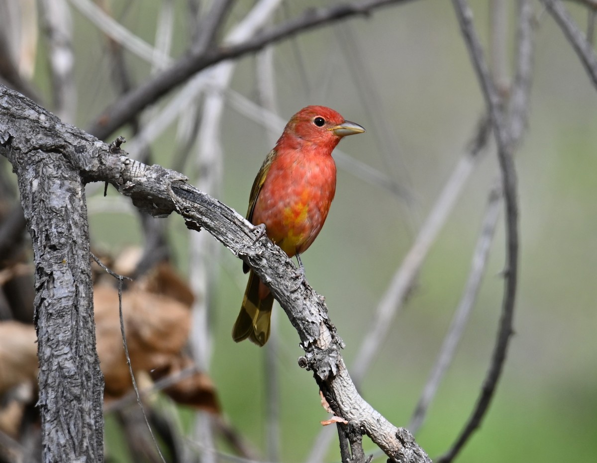 Piranga Roja - ML618534907