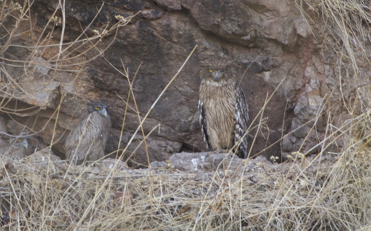 Brown Fish-Owl - ML618534911