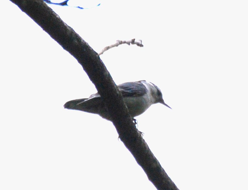 White-breasted Nuthatch - ML618534914