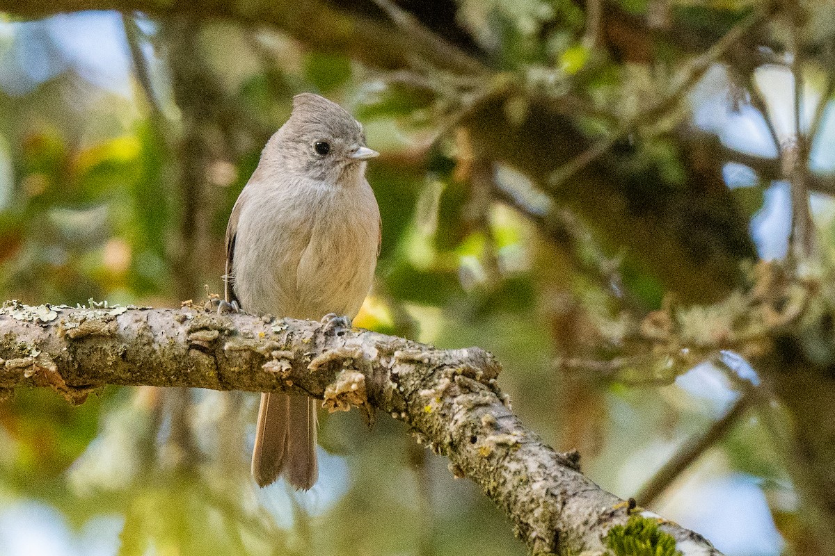 Oak Titmouse - Susan Teefy