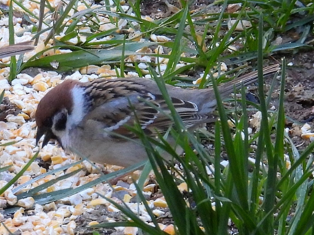 Eurasian Tree Sparrow - ML618534922