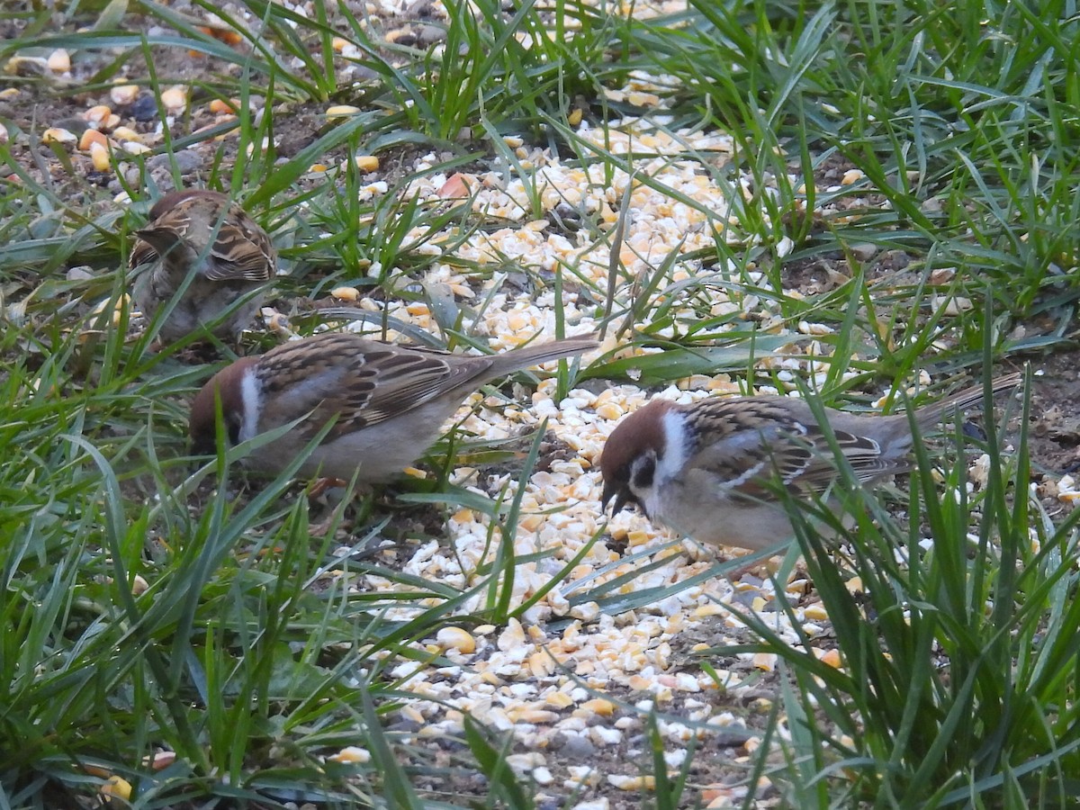 Eurasian Tree Sparrow - ML618534924