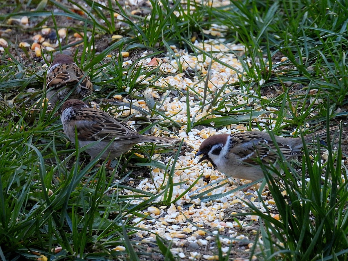 Eurasian Tree Sparrow - ML618534925