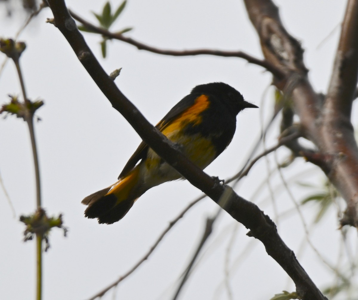 American Redstart - ML618534928