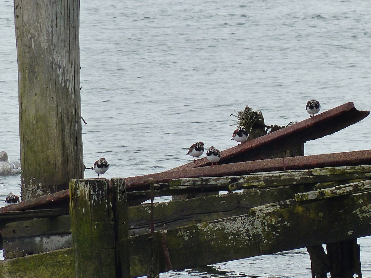 Ruddy Turnstone - ML618534950