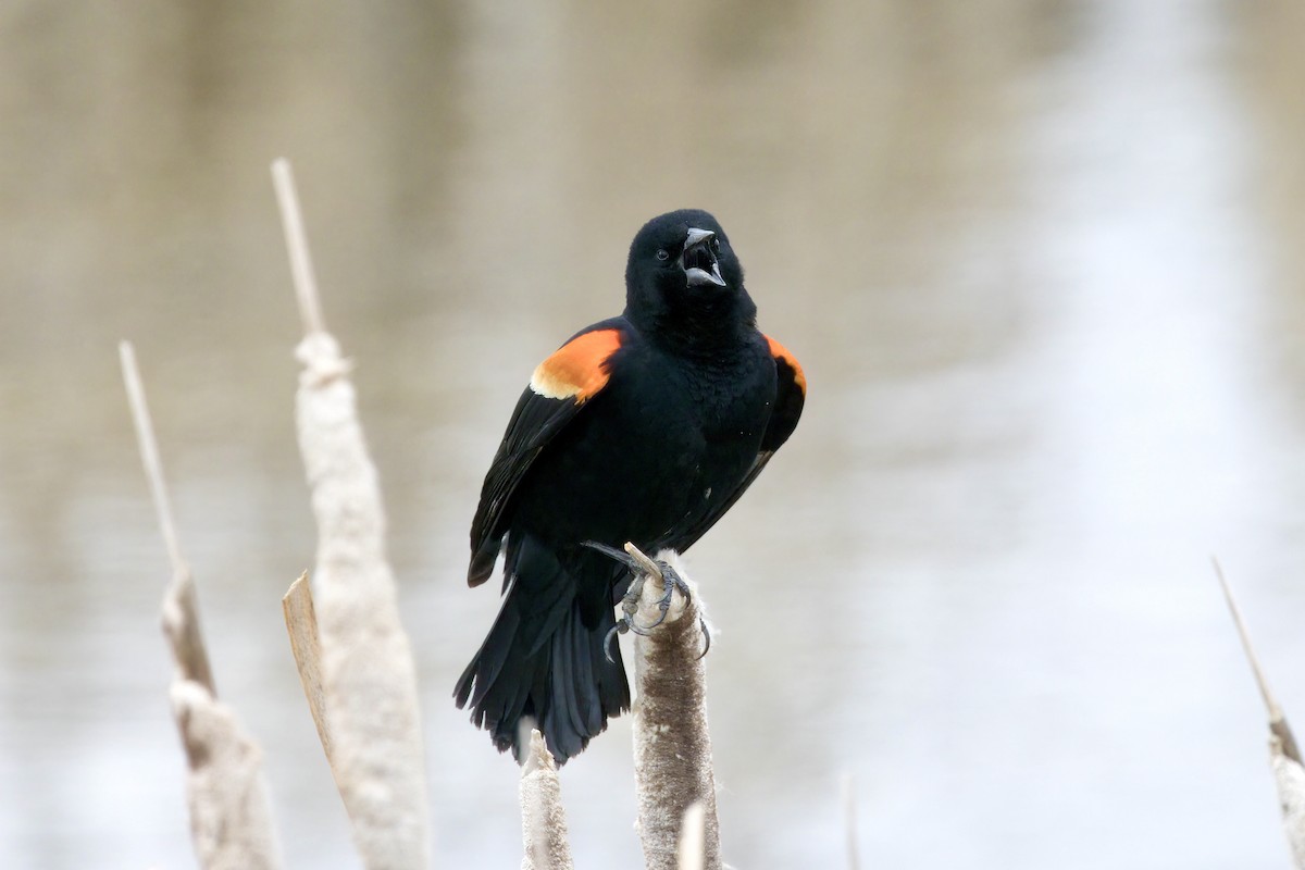 Red-winged Blackbird - ML618534956