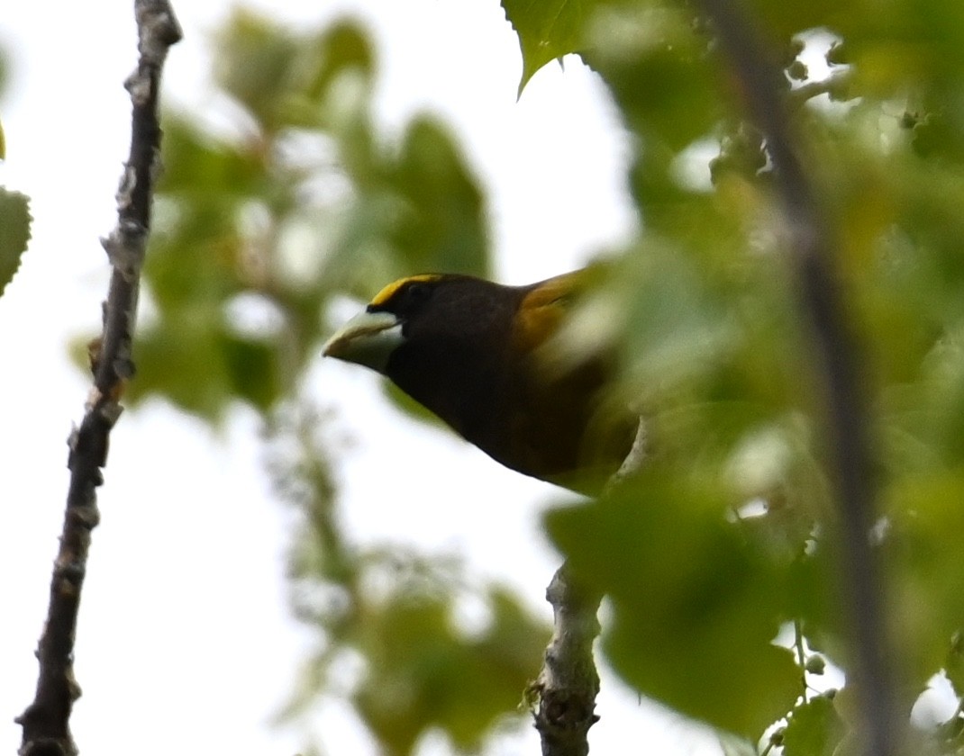 Evening Grosbeak - ML618534961