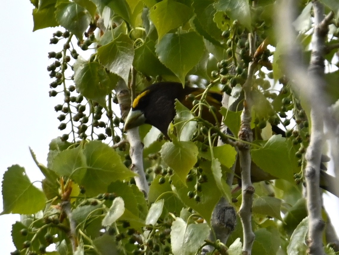 Evening Grosbeak - ML618534962