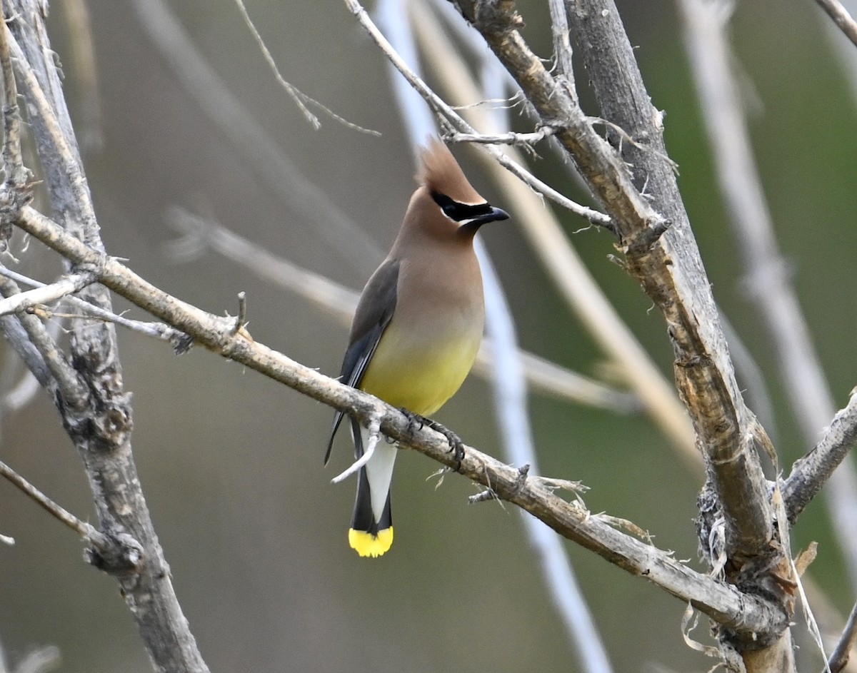 Cedar Waxwing - ML618534968