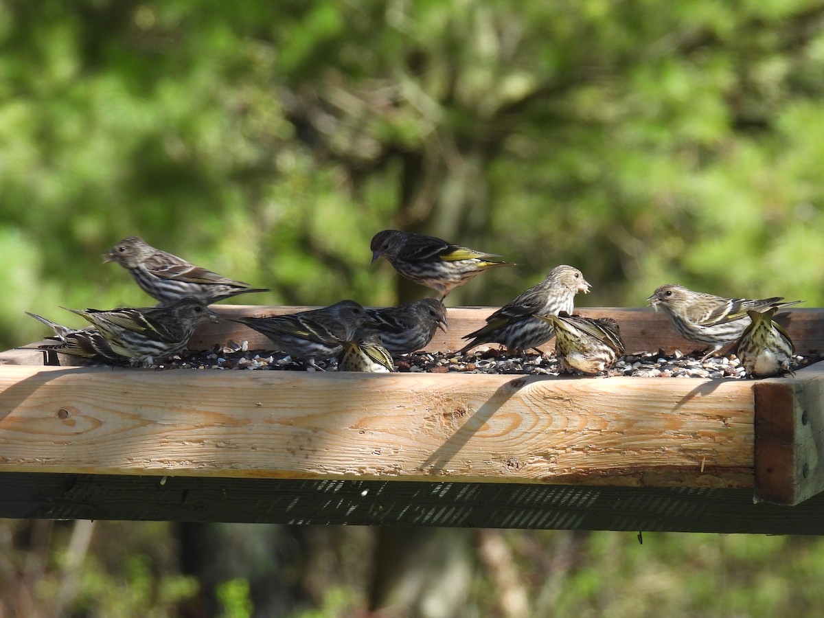 Pine Siskin - ML618534977