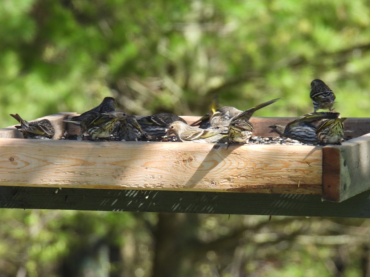 Pine Siskin - ML618534978