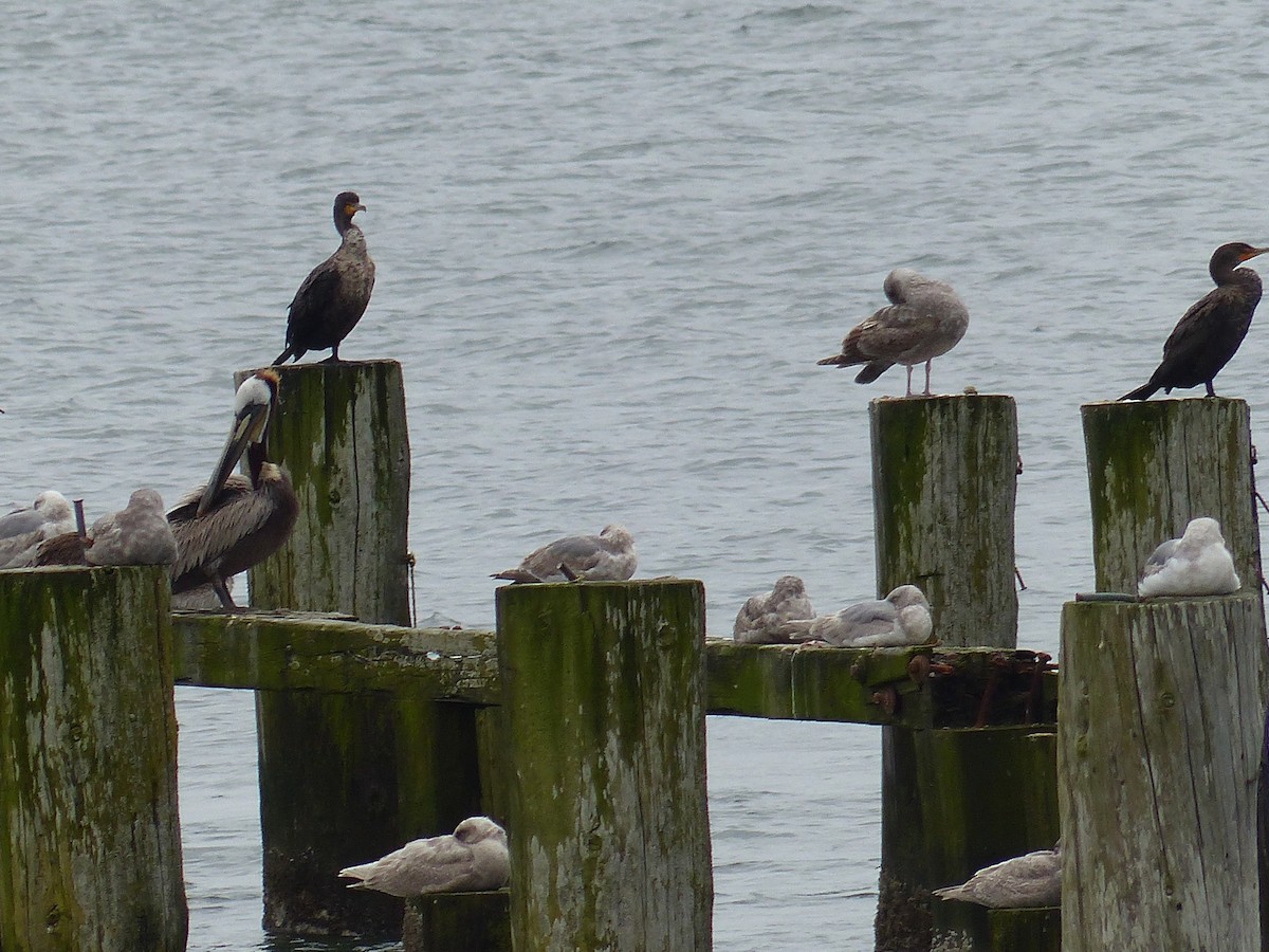 Brown Pelican - ML618534979