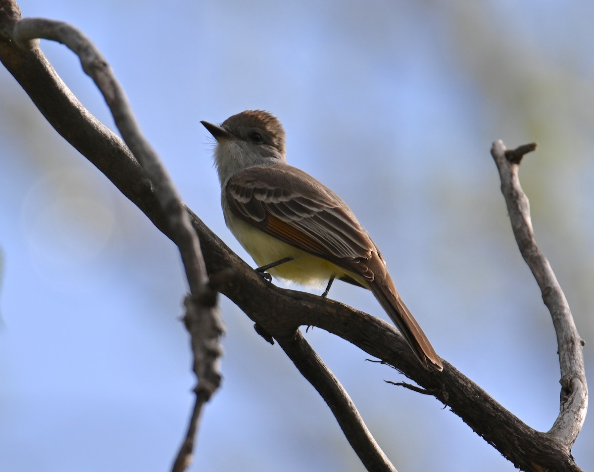 Ash-throated Flycatcher - ML618534981