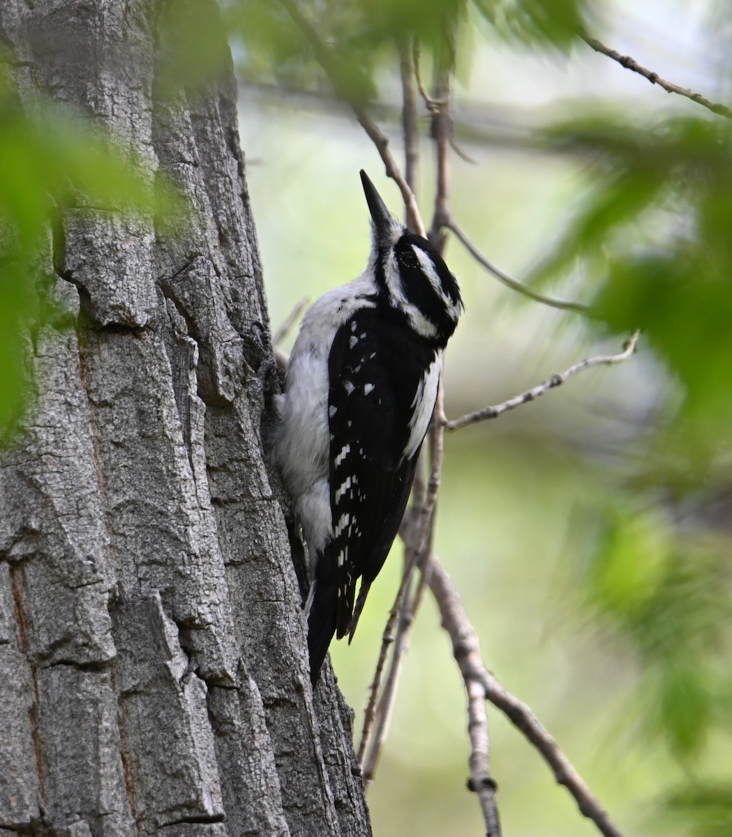 Hairy Woodpecker - ML618534987