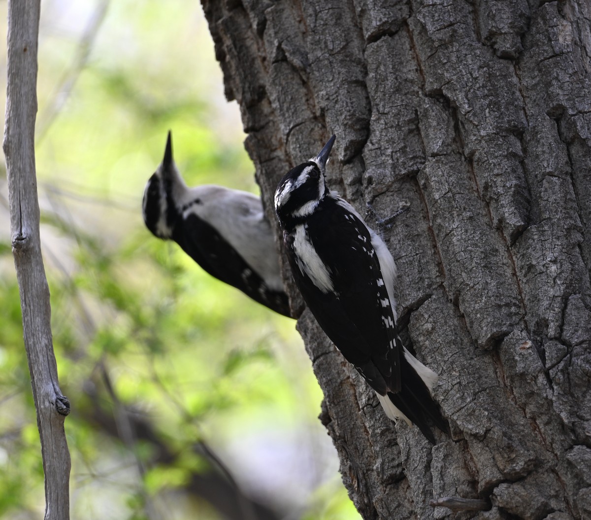 Hairy Woodpecker - ML618534988