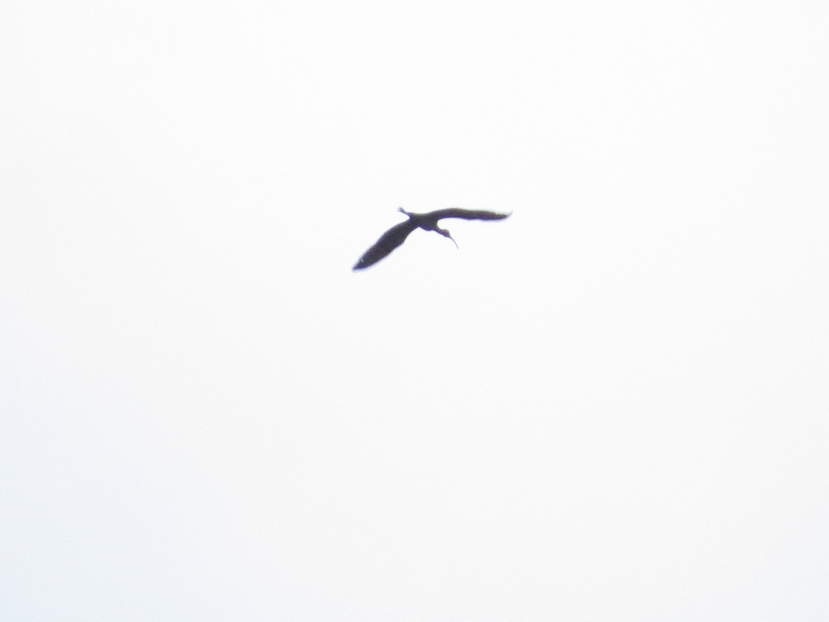 ibis hnědý - ML618534989