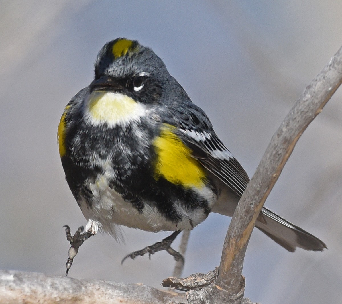 Yellow-rumped Warbler (Myrtle x Audubon's) - Steven Mlodinow