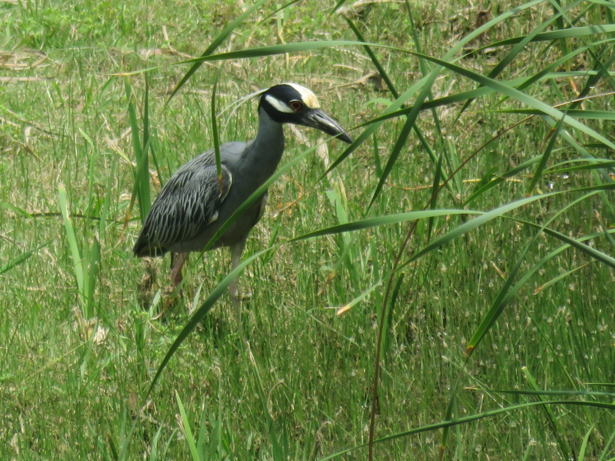 Yellow-crowned Night Heron - ML618535039