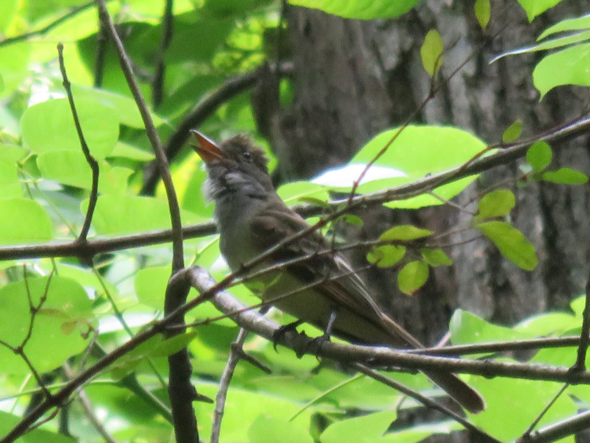 Great Crested Flycatcher - ML618535045