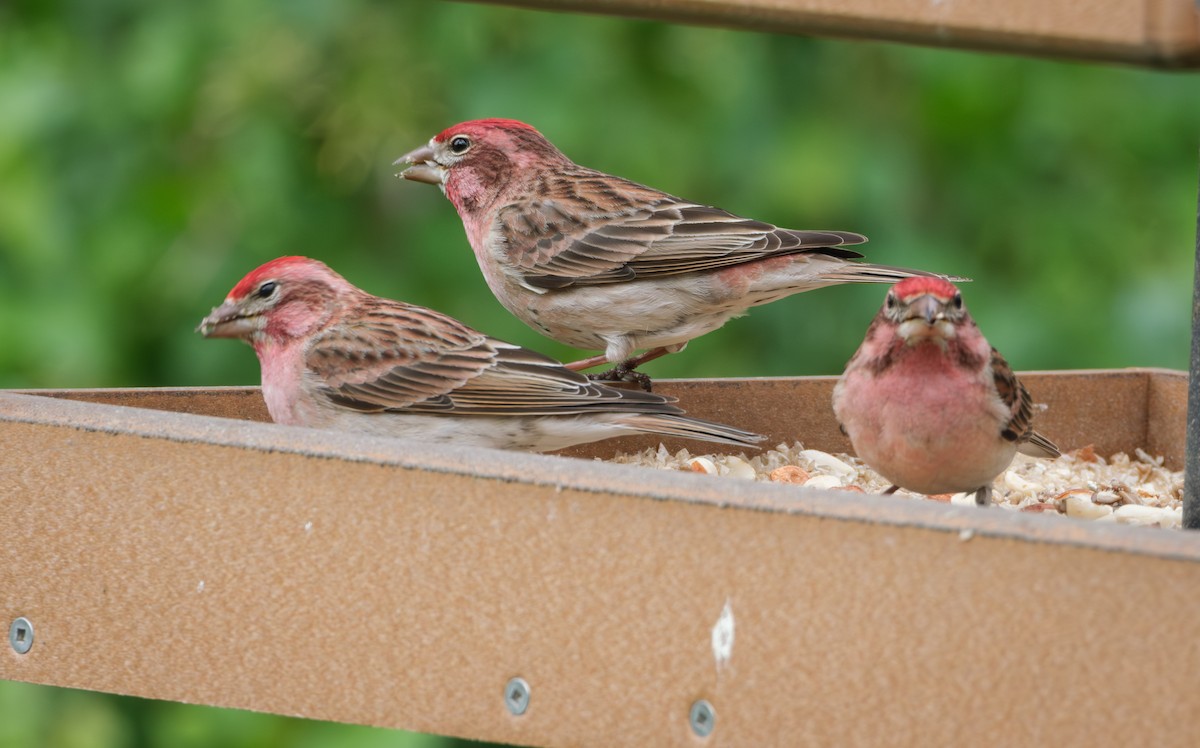 Cassin's Finch - Jeff Black