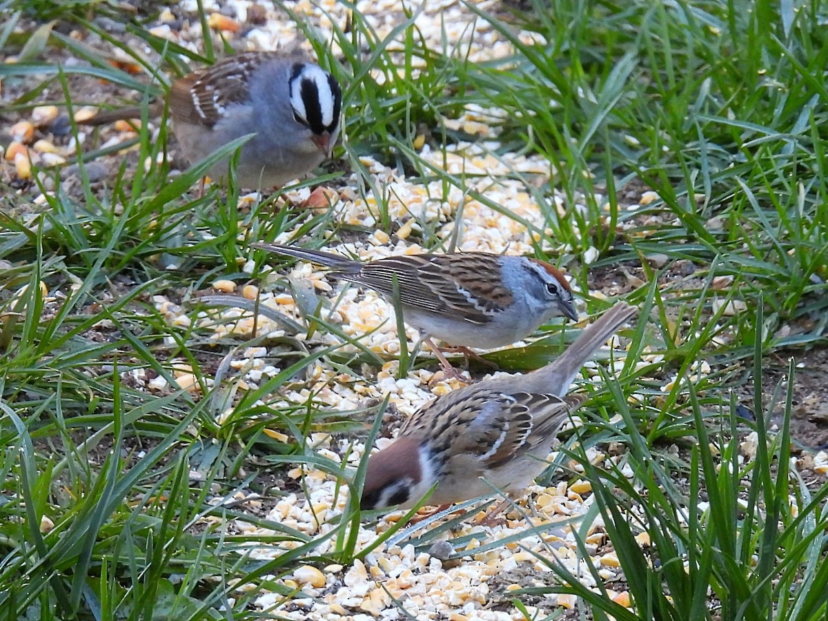 White-crowned Sparrow - ML618535050