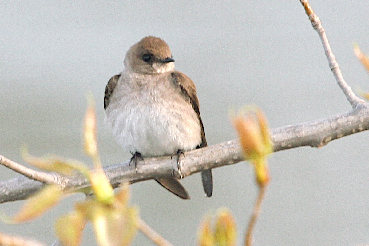 Northern Rough-winged Swallow - ML618535062