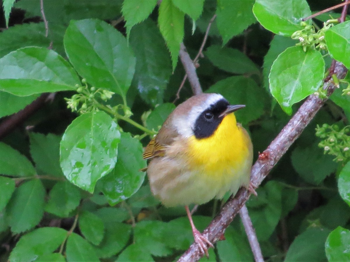 Common Yellowthroat - ML618535072