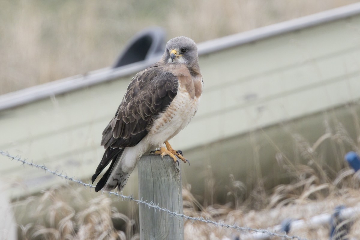 Swainson's Hawk - ML618535098