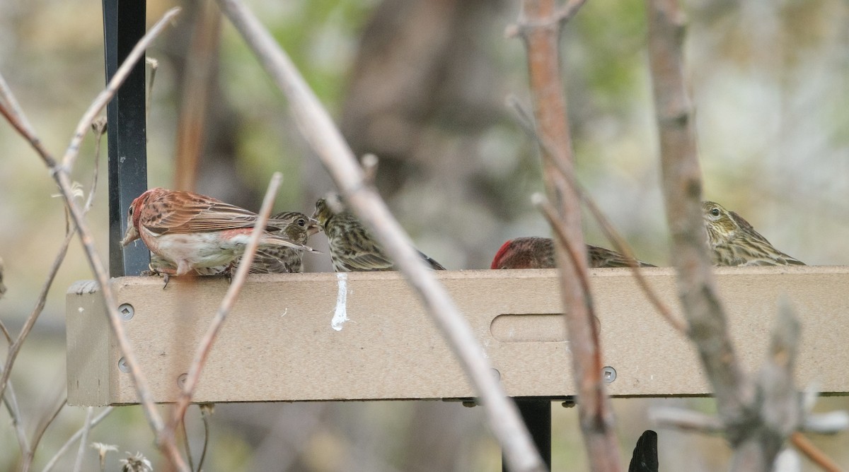 Cassin's Finch - Jeff Black