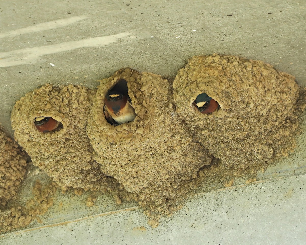 Cliff Swallow - Susan Burkhart