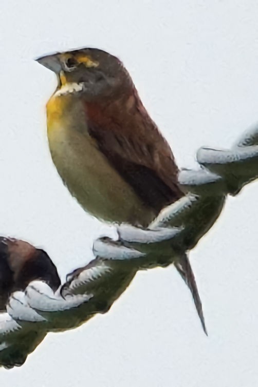 Dickcissel d'Amérique - ML618535140