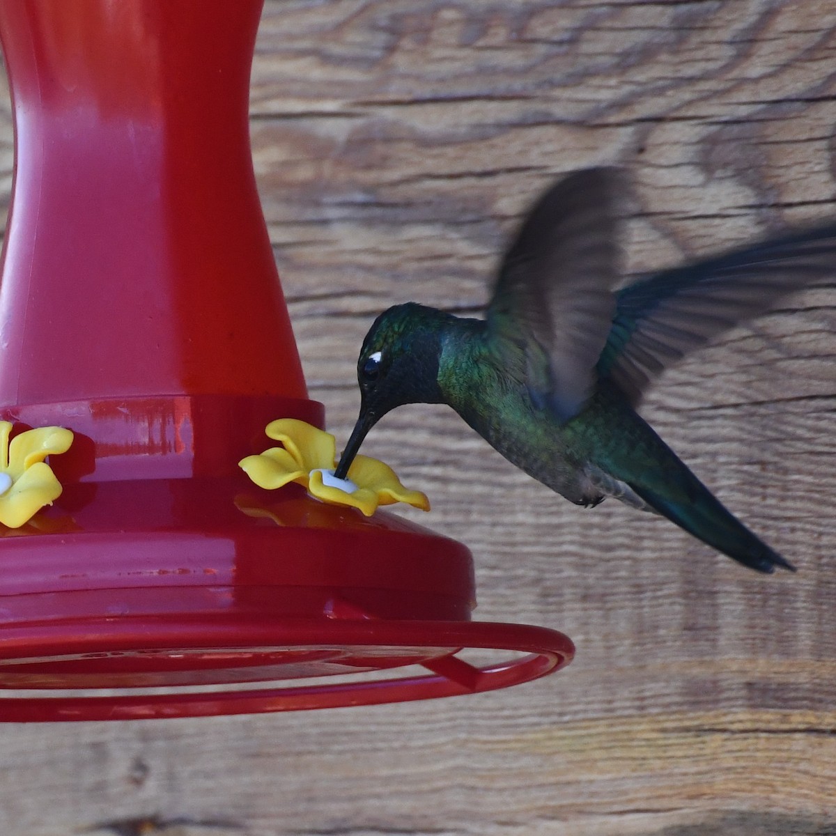 Rivoli's Hummingbird - ML618535192