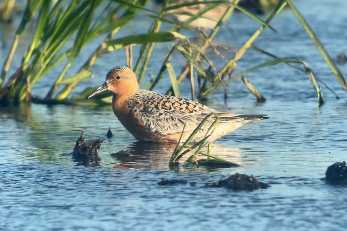 Red Knot - ML618535194