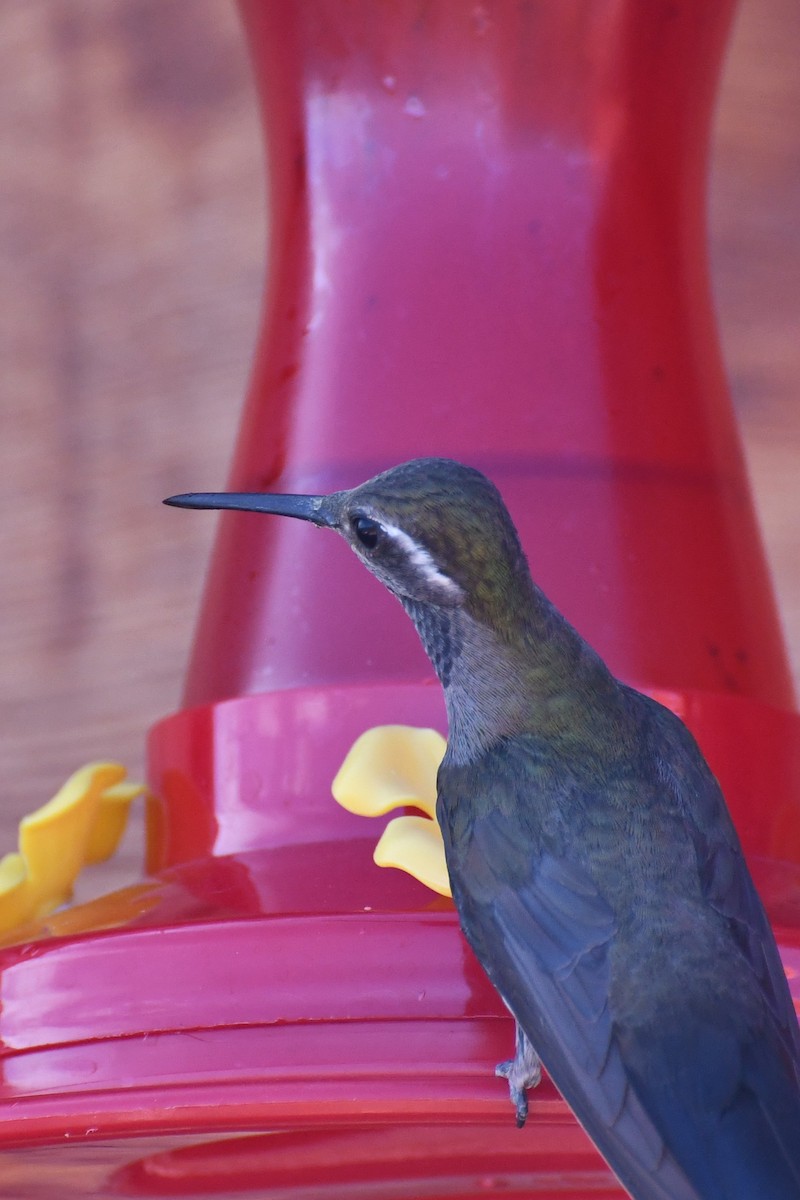 kolibřík blankytohrdlý - ML618535201