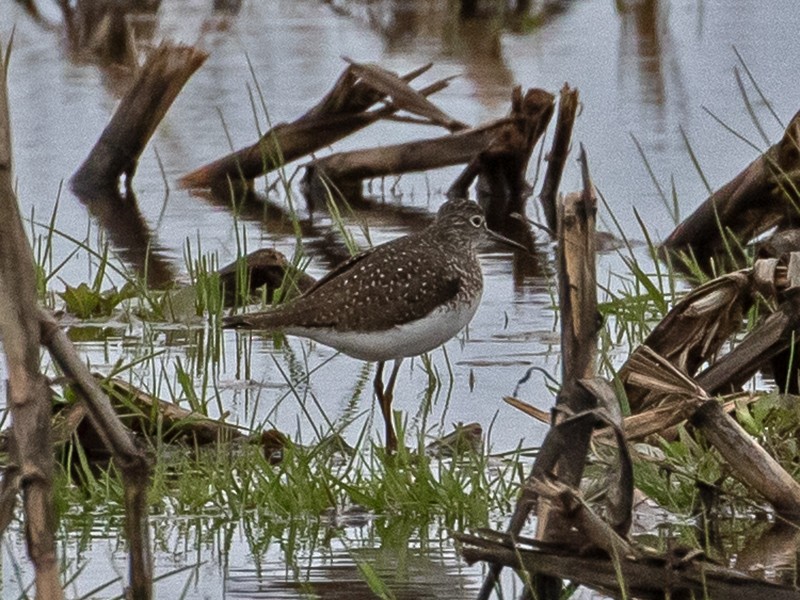 Solitary Sandpiper - ML618535206