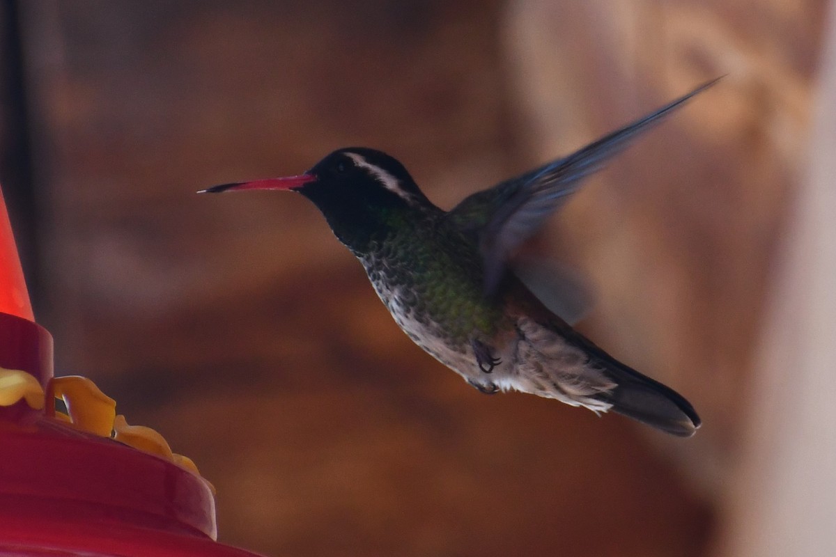 kolibřík bělouchý - ML618535218