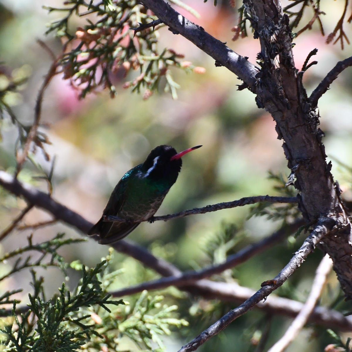 kolibřík bělouchý - ML618535220