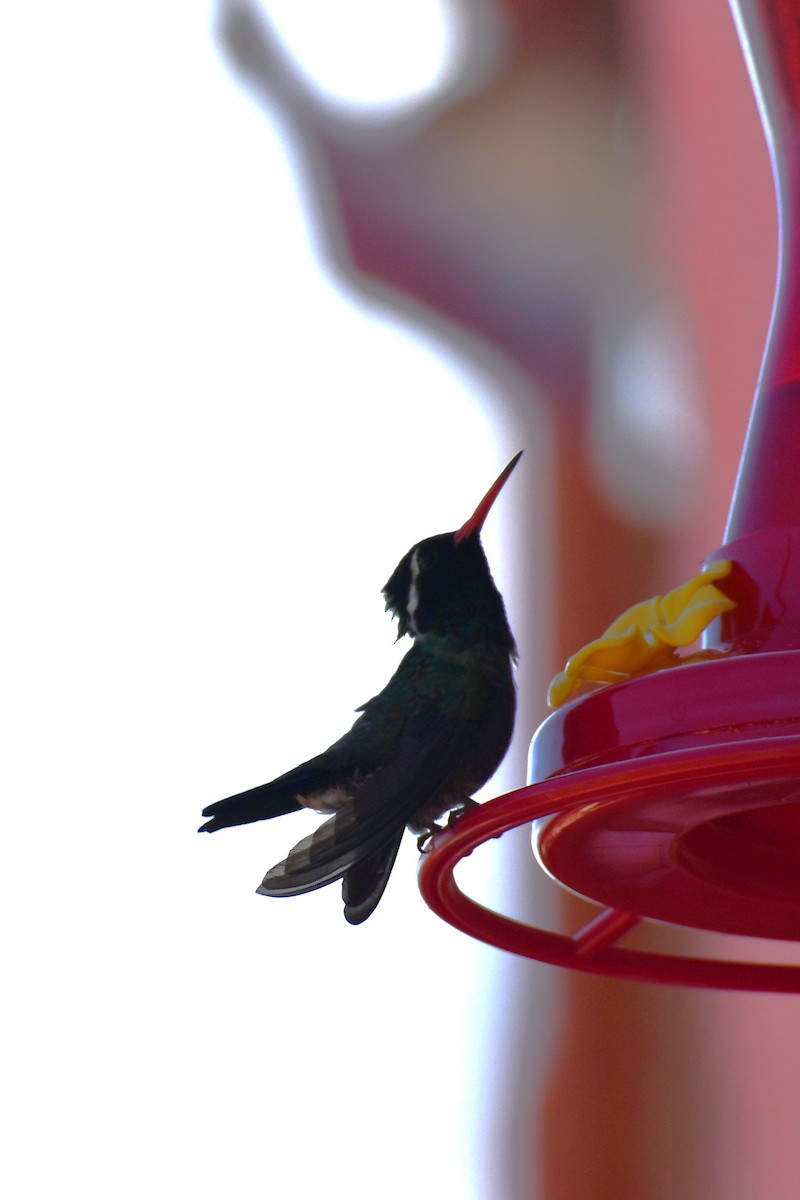 kolibřík bělouchý - ML618535221