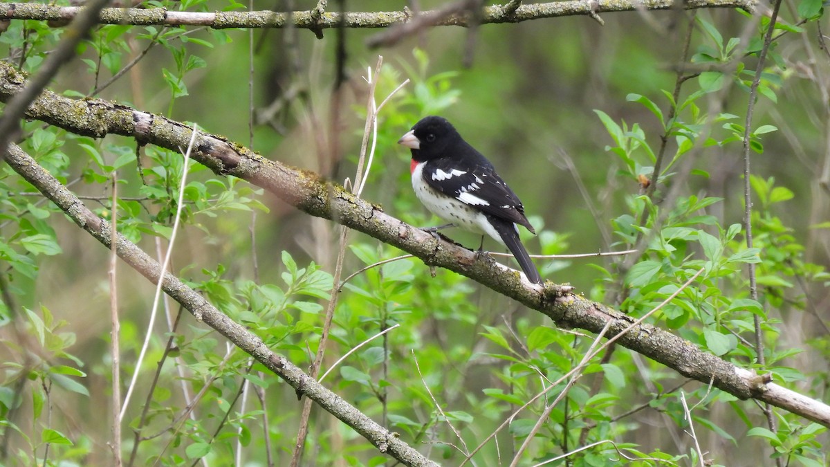 Rose-breasted Grosbeak - Lillian G