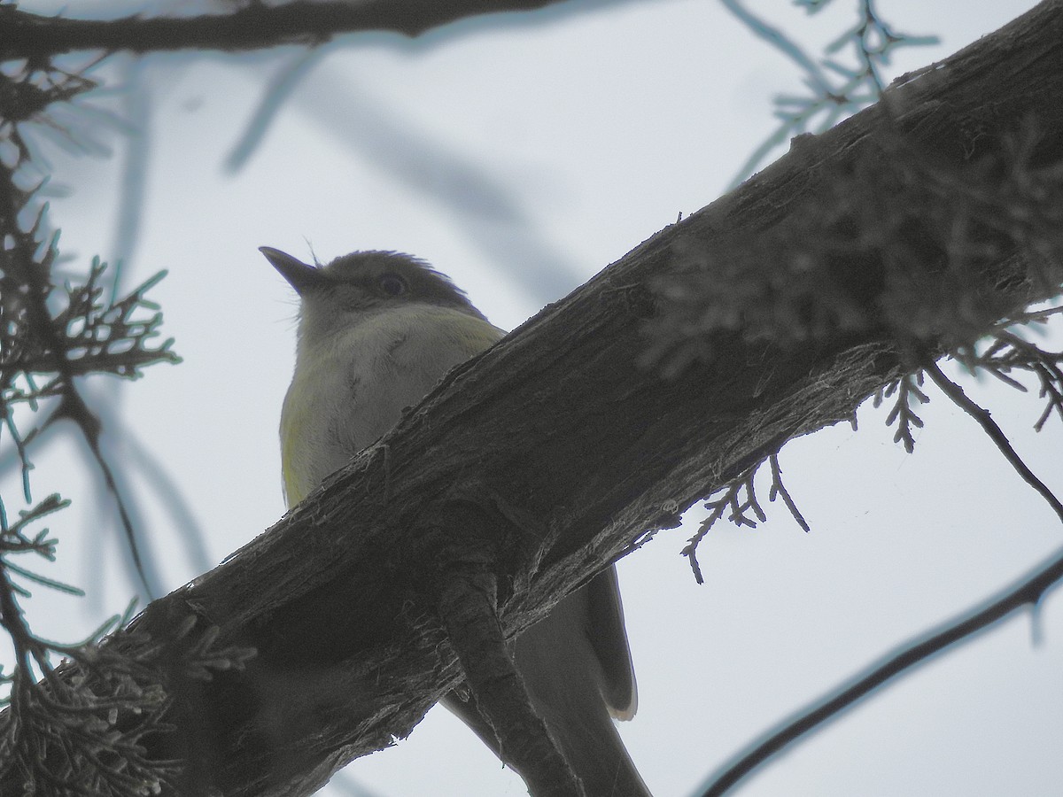 White-eyed Vireo - Deepak Vadi