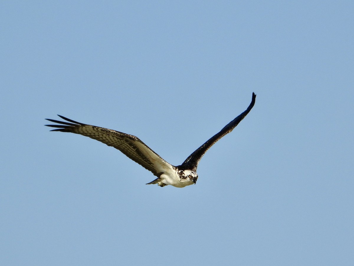 Águila Pescadora (ridgwayi) - ML618535267