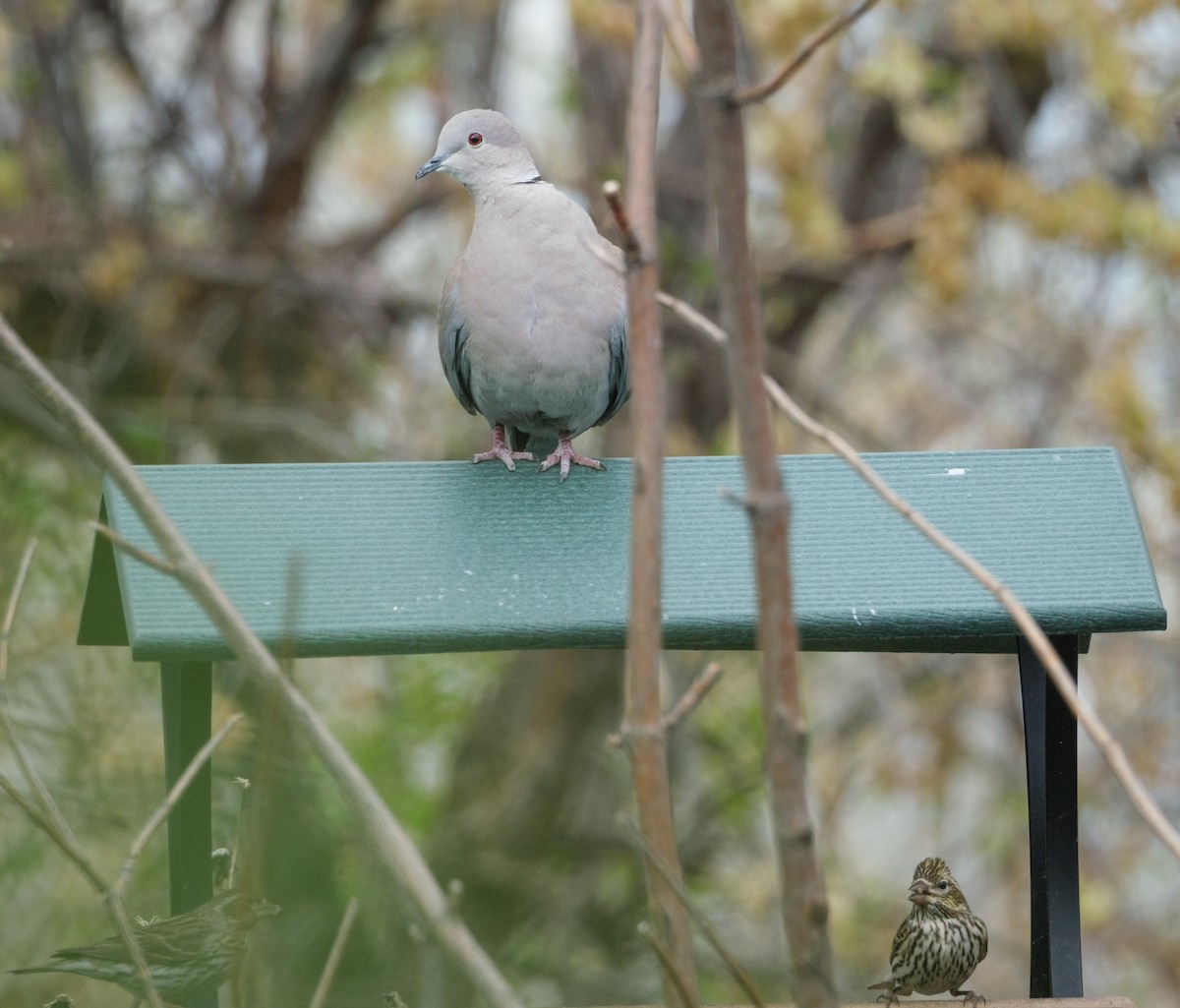 Eurasian Collared-Dove - ML618535269