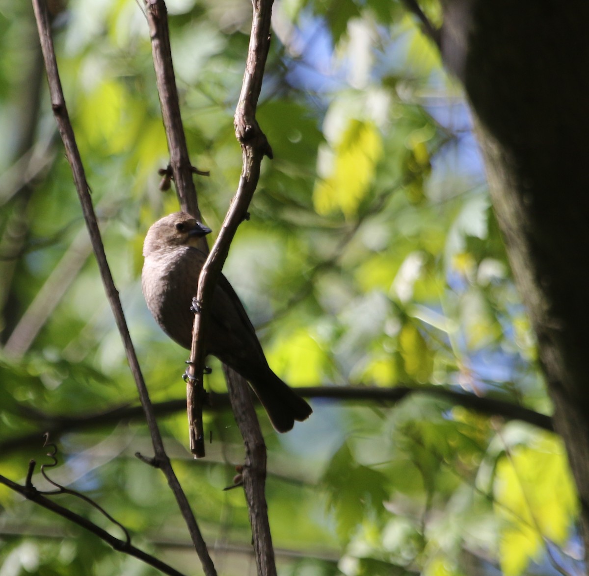 Brown-headed Cowbird - ML618535305