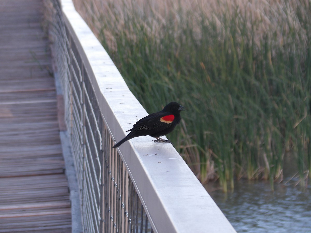 Red-winged Blackbird - Nicolette Emms